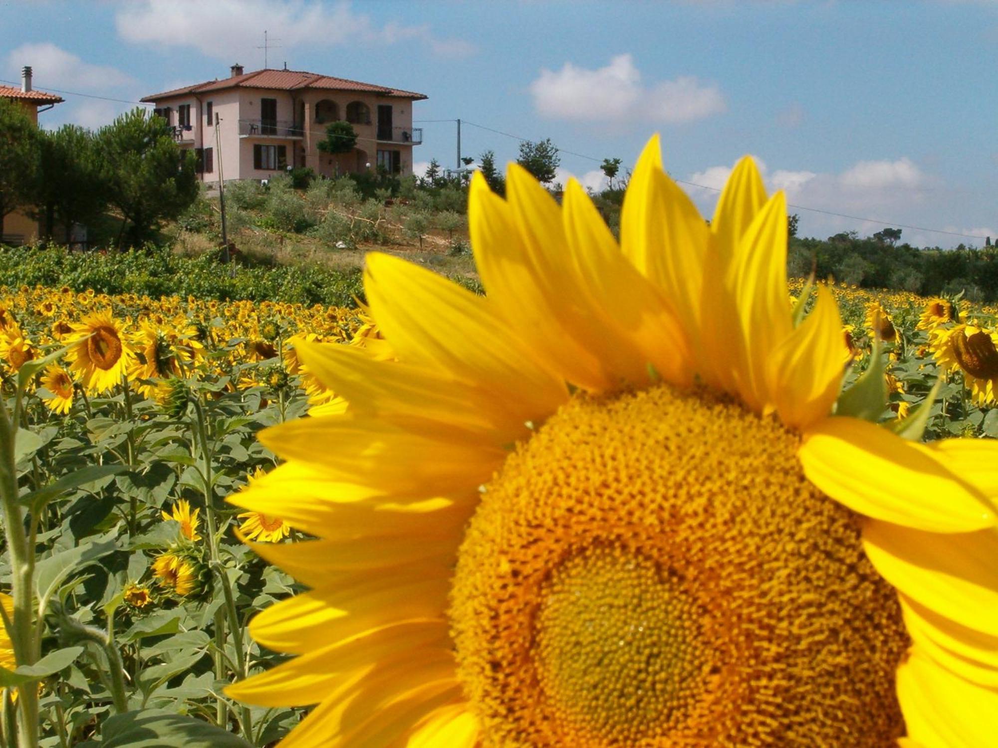 B&B Il Girasole - Rooms & House In Country - 1500 Meters From Historic Center Montepulciano Stazione Exteriör bild
